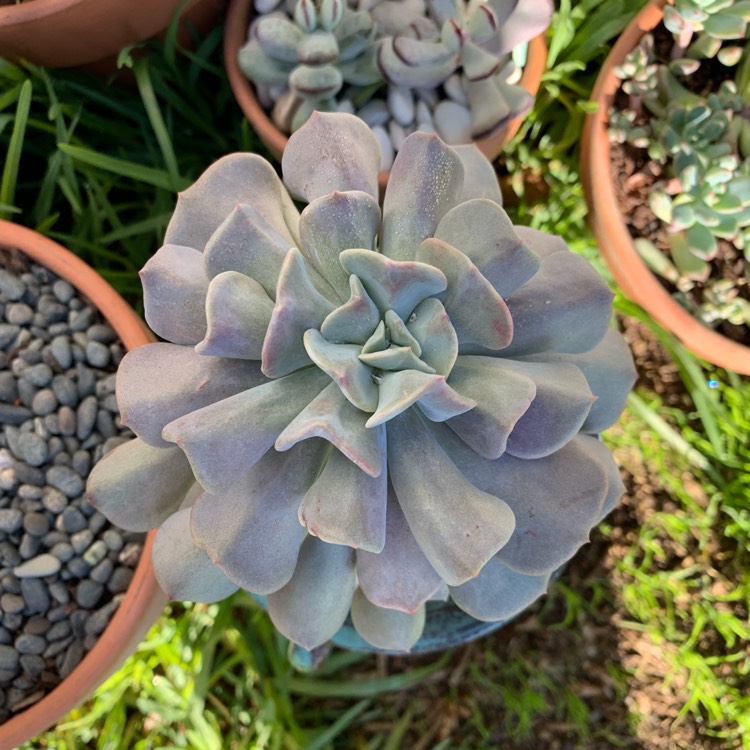 plant image 1072043