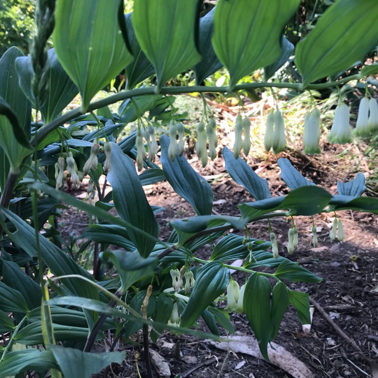 plant image 582433