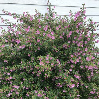 Anisodontea capensis