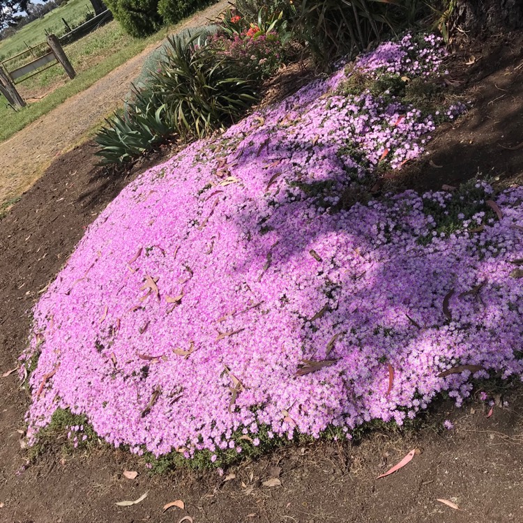 plant image 582525