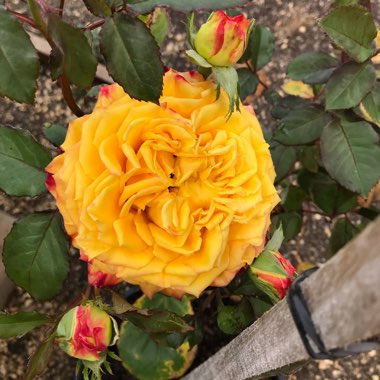 Rosa 'Magma' Kordaelf