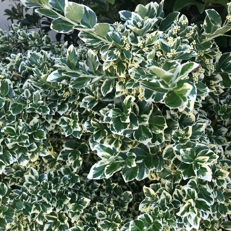 plant image 582794