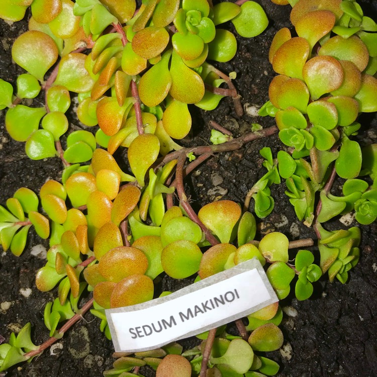 plant image 585200