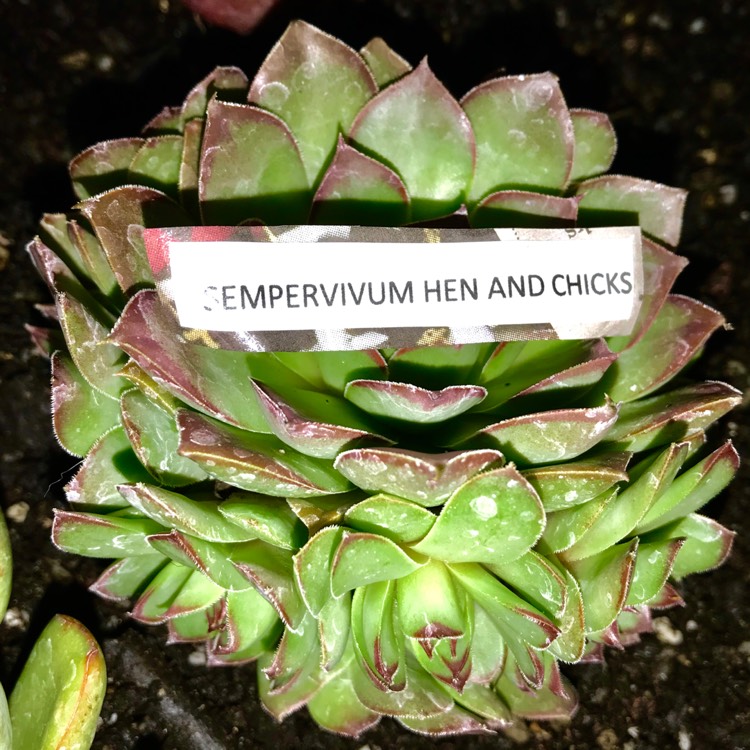 plant image 585297