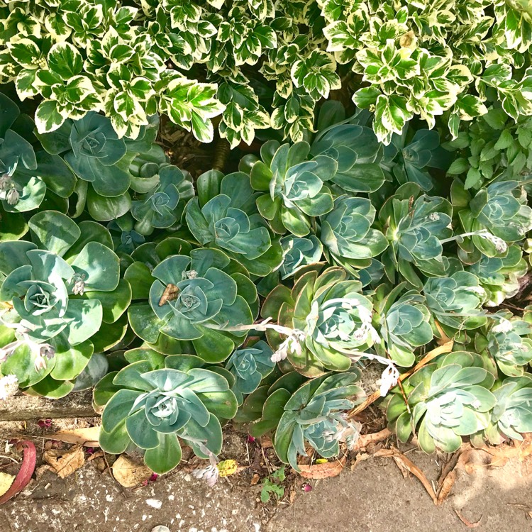 plant image 586174