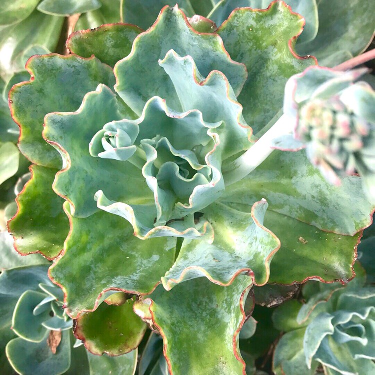 plant image 586531 plant image 586531