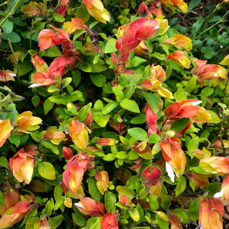 plant image 587153