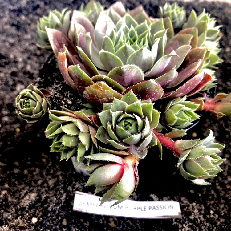 plant image 587869
