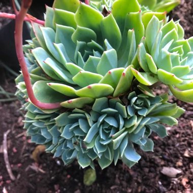 Echeveria Secunda