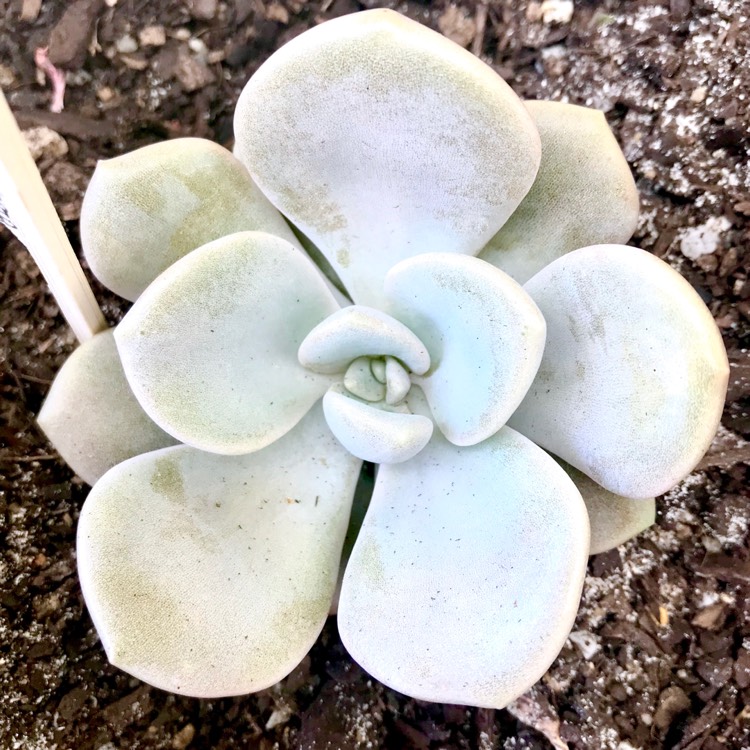 plant image 597615