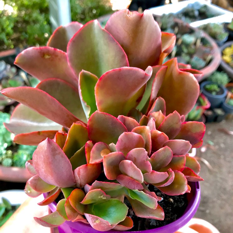 plant image 599257
