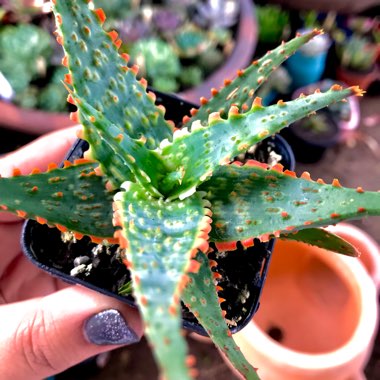 Aloe 'Carmine'