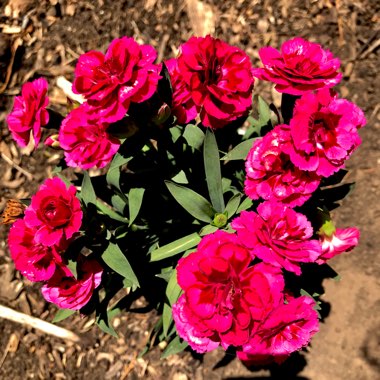 Dianthus caryophyllus 'Oscar®' (series)