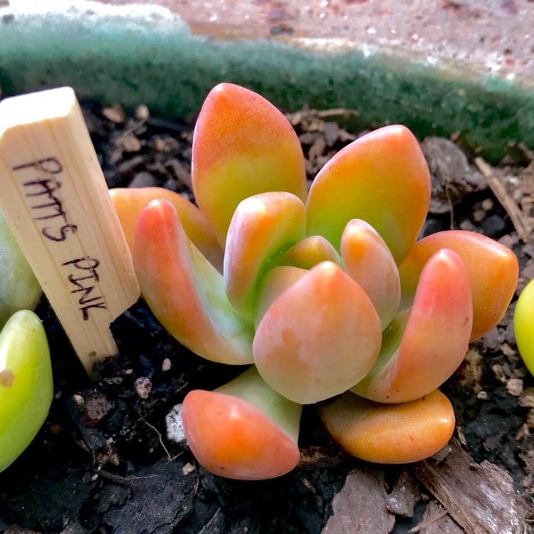 plant image 600200