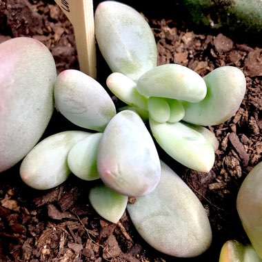Pachyphytum oviferum