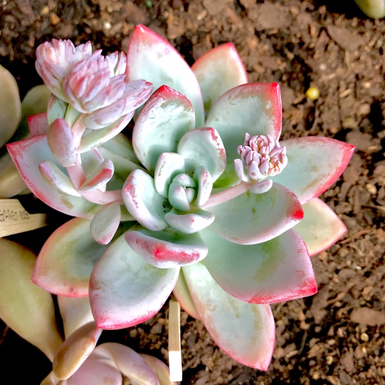 plant image 600239 plant image 600239