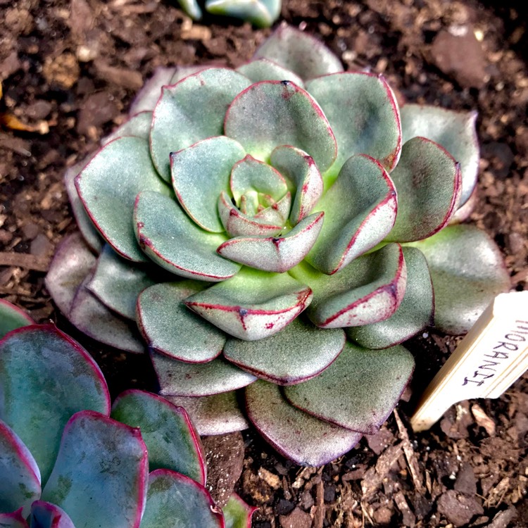 plant image 600246 plant image 600246
