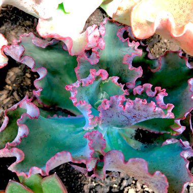 Echeveria Dick's Pink