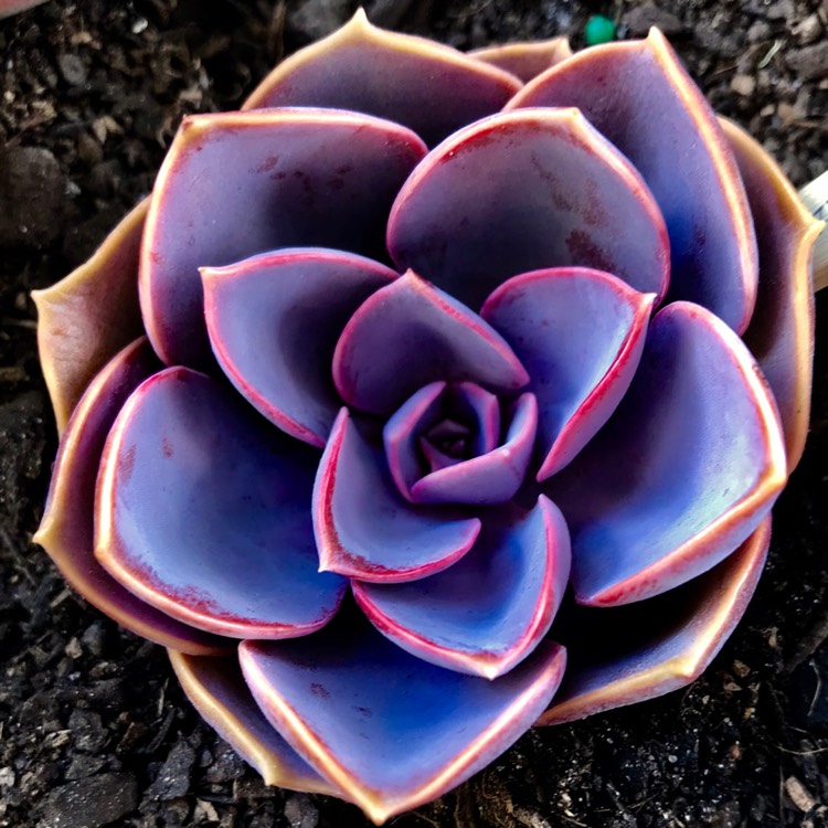 plant image 601150