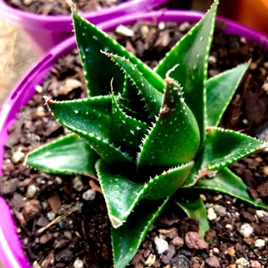 Aloe 'Cosmo' (Green Pearl)