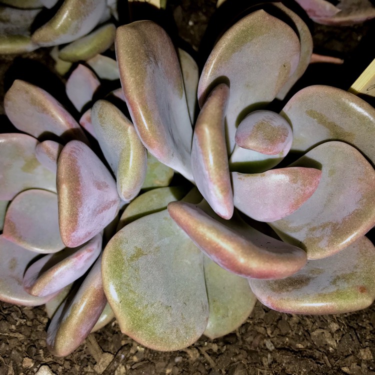 plant image 602699