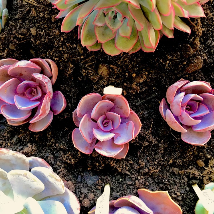 plant image 602941