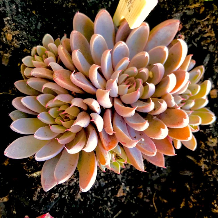 plant image 602949 plant image 602949