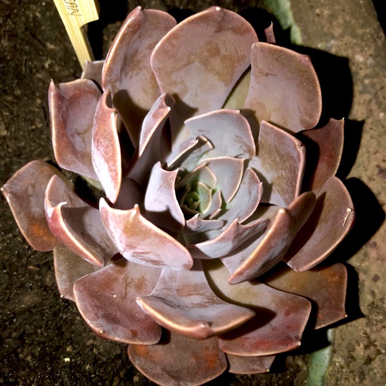 plant image 602959 plant image 602959