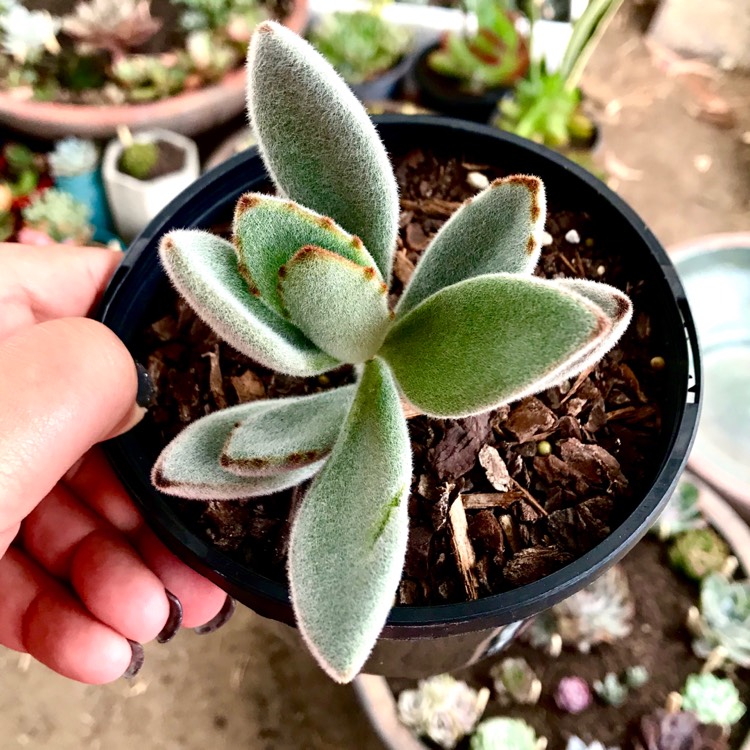 plant image 604609