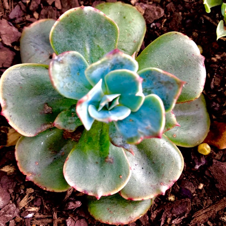 plant image 606584