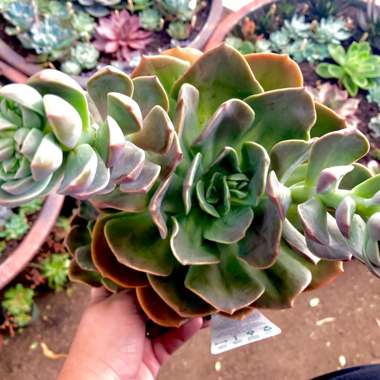 plant image 608325