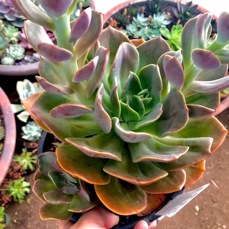 plant image 608350