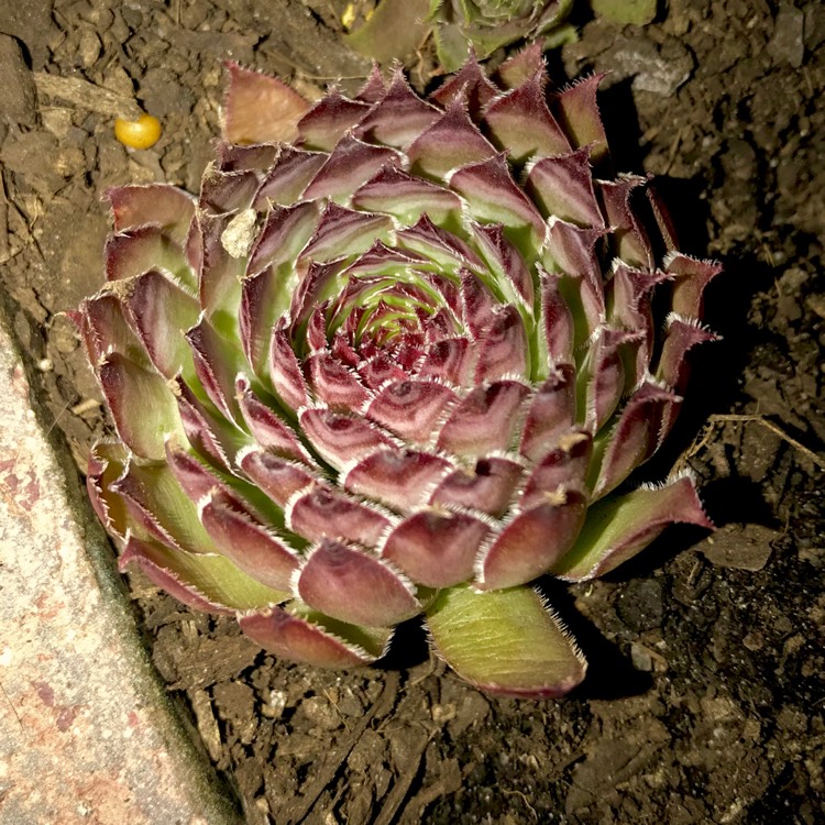 plant image 609221 plant image 609221