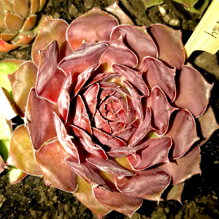 Plant image Sempervivum Granby