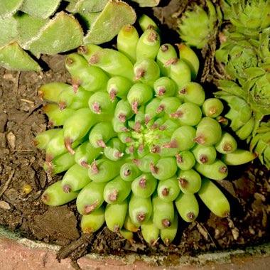 Sempervivum Pittoni