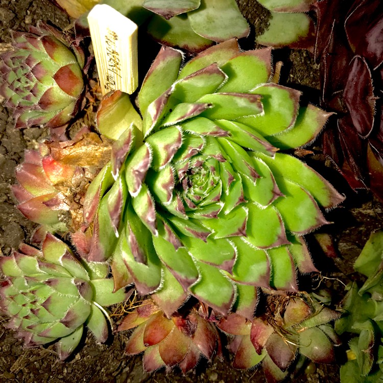 Plant image Sempervivum Mulberry Wine