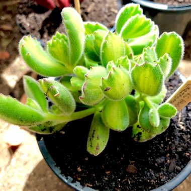 Cotyledon Tomentosa Variegata Yellow
