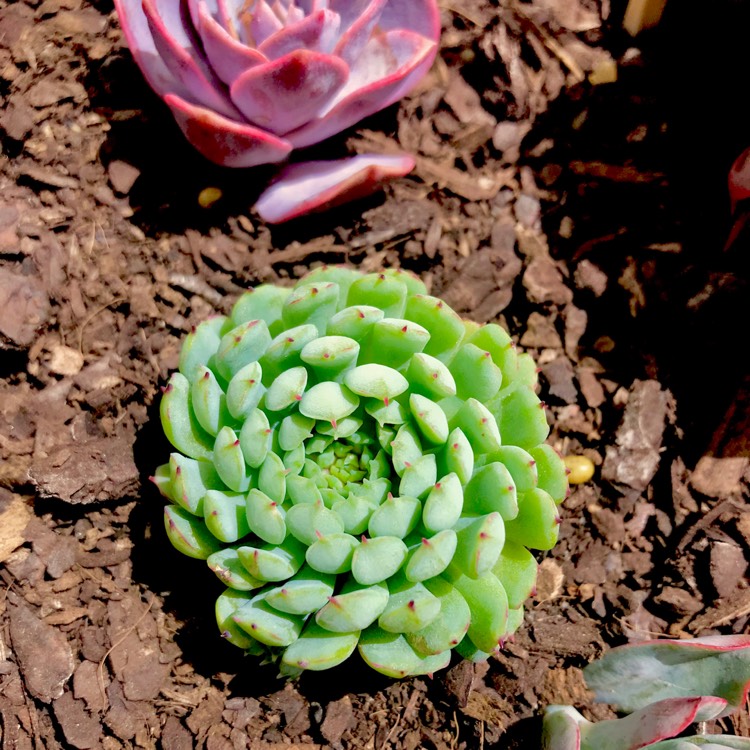 plant image 609697 plant image 609697