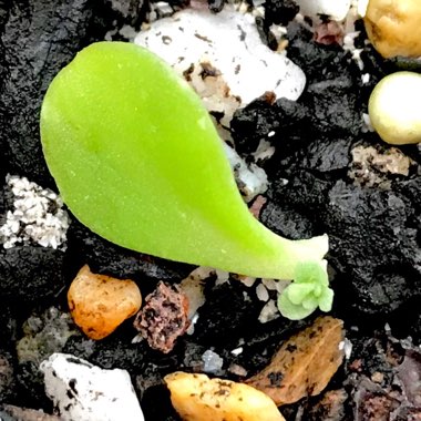 Sedum Makinoi 'Limelight'