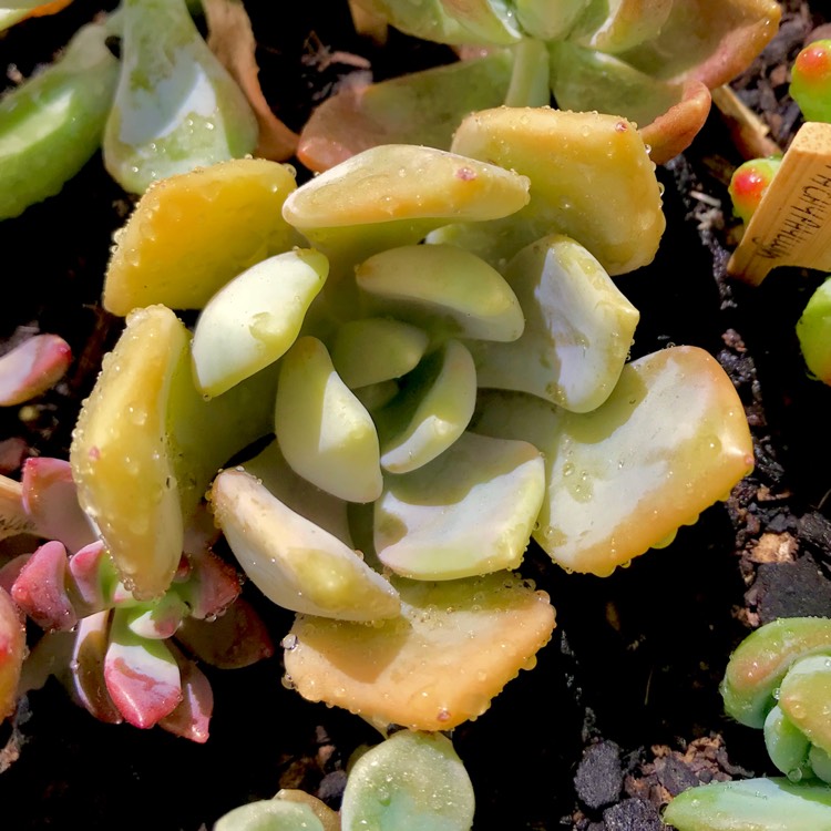 plant image 610867