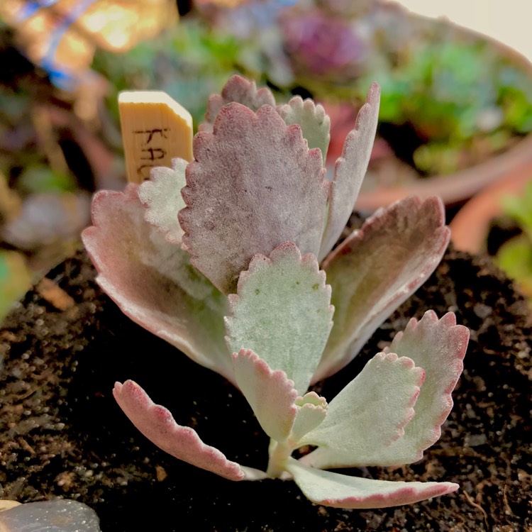 plant image 611364 plant image 611364