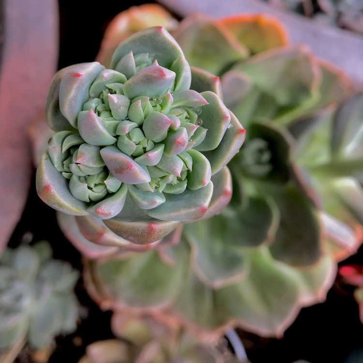 plant image 611453