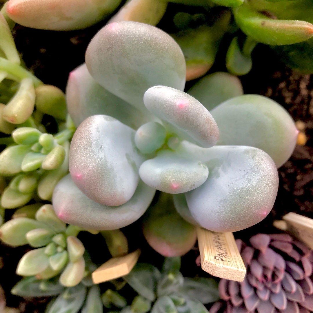 Pachyphytum Blue Haze