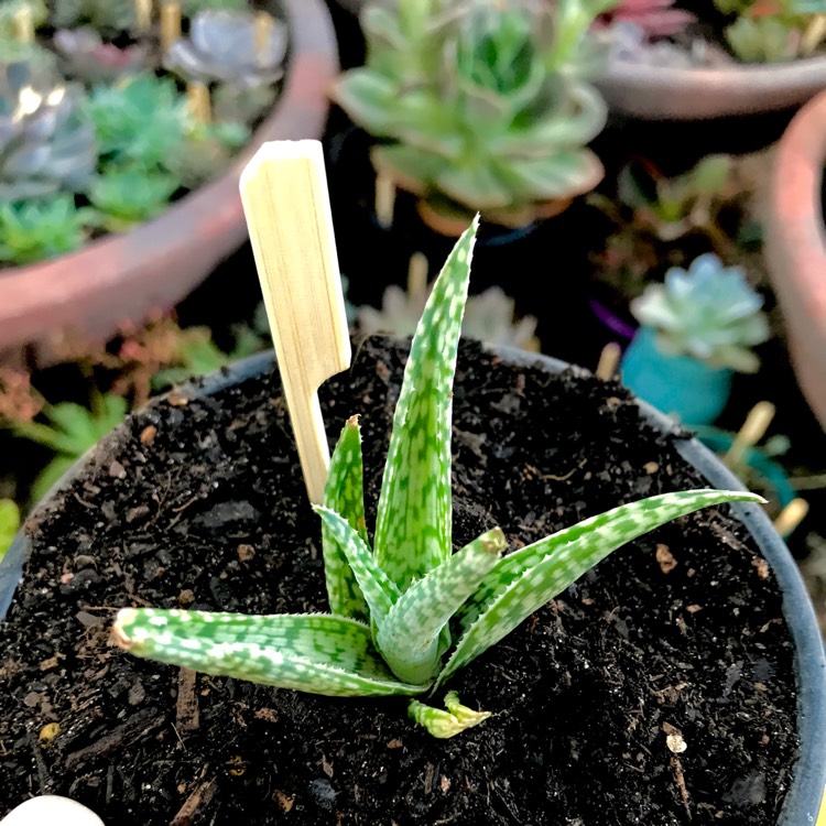 plant image 613032