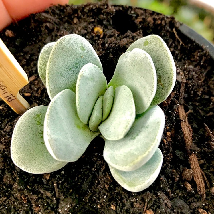 Plant image Crassula 'Morgan's Beauty'