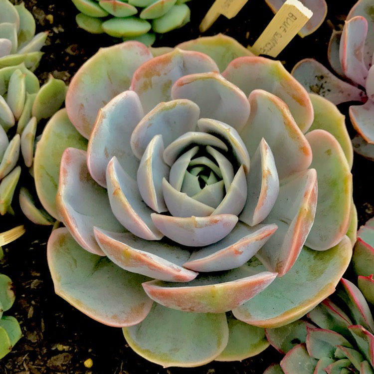 plant image 613079 plant image 613079