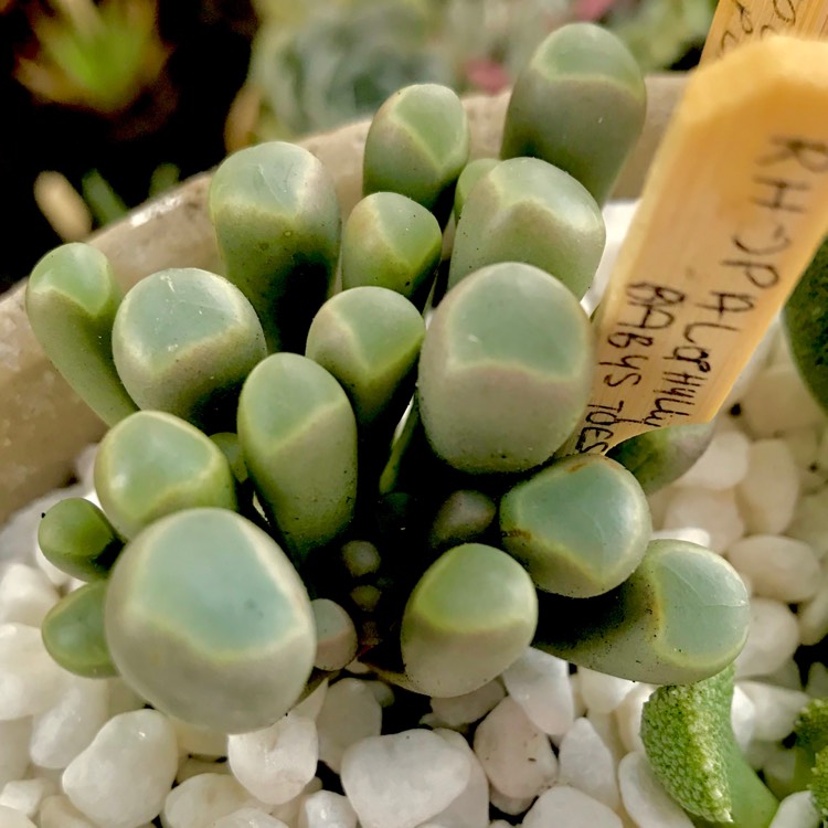 plant image 613080 plant image 613080