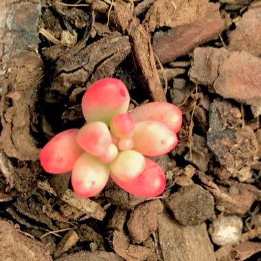 Sedum Rubrotinctum 'Aurora'
