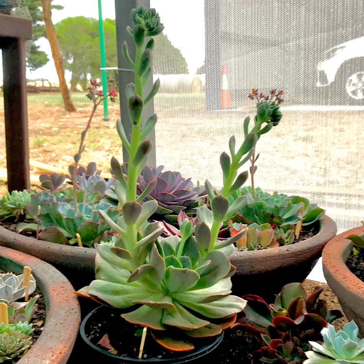plant image 614045