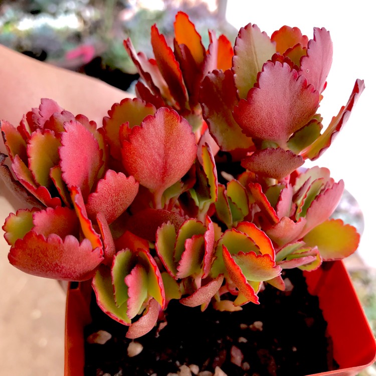 Plant image Kalanchoe Blossfeldiana